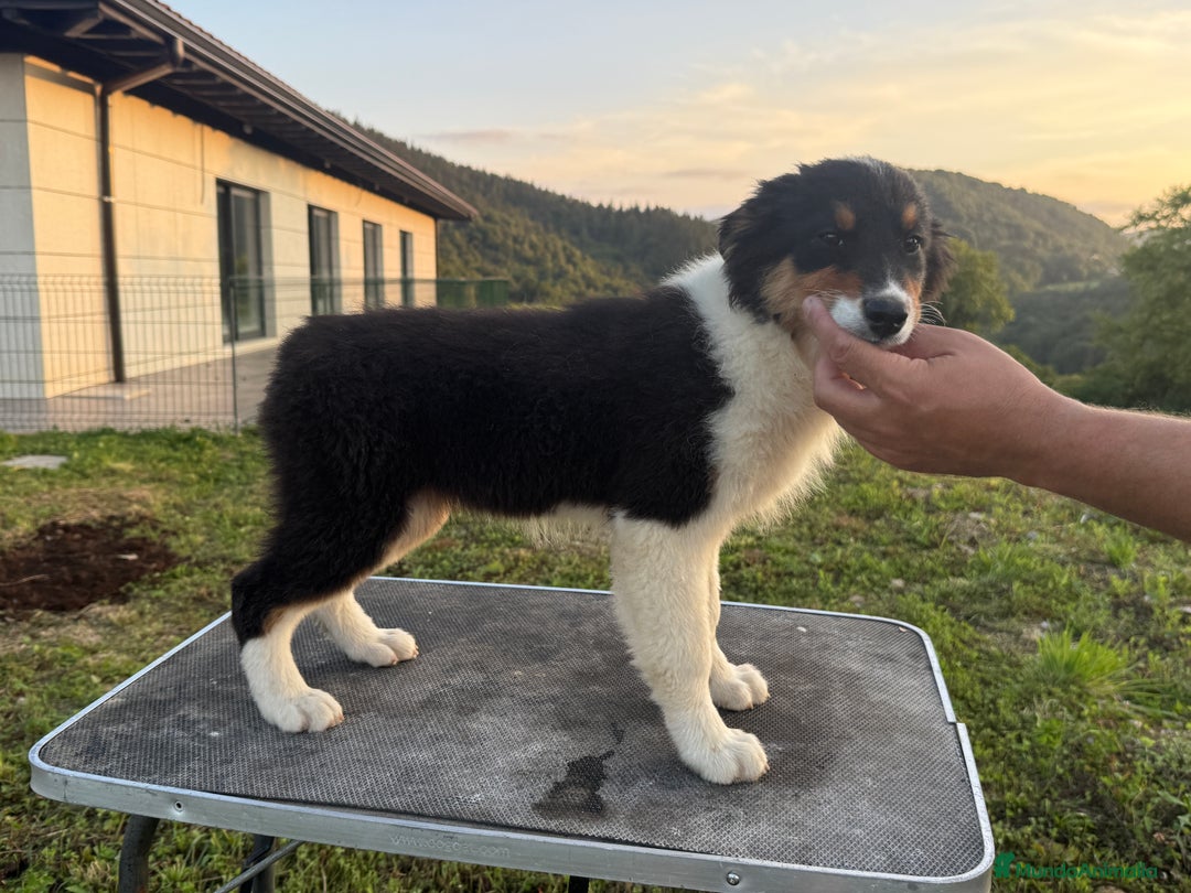 Pastor Australiano perros en venta: Preciosos cachorros de Pastor Australino  - Imagen 5