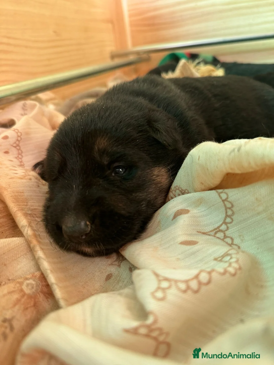 Pastor Alemán perros en venta: Competición y familia - Anuncio 2