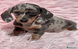 Teckel Miniatura perros en venta: Teckel arlequín Kaninchen   - Imagen 1