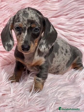 Teckel Miniatura perros Teckel arlequín Kaninchen - Anuncio 9