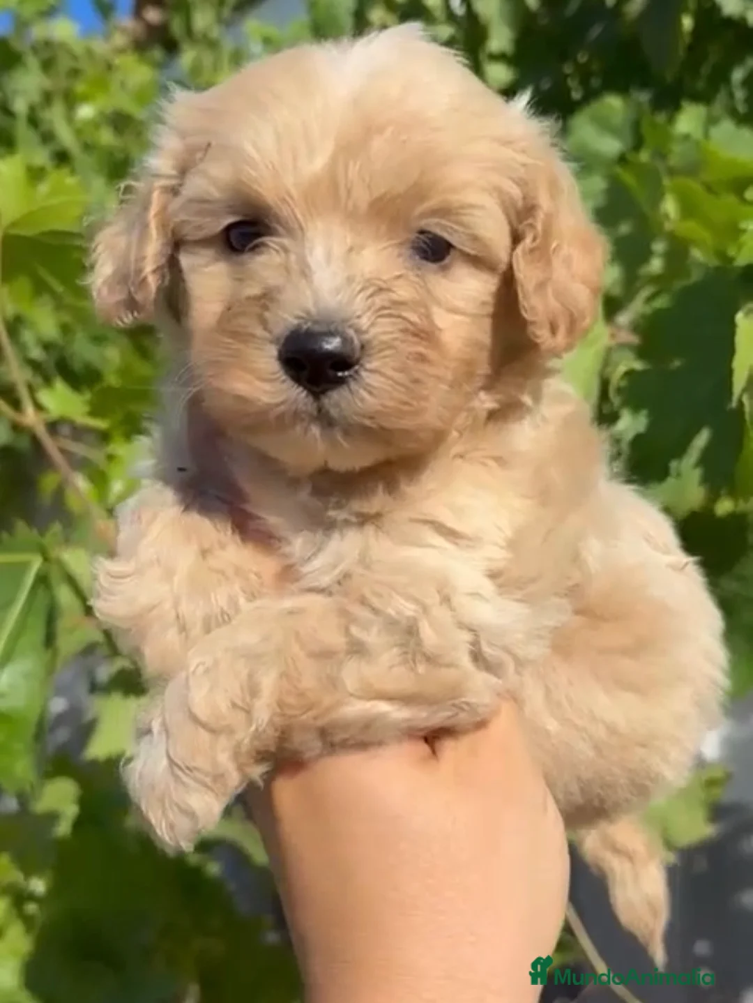 Maltipoo perros en venta: Maltipoo🐶🐾NO TE QUEDEN SIN EL!! en Córdoba - Anuncio 3