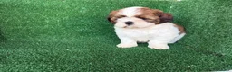 Shih Tzu perros en venta: shih tzu - Anuncio 1