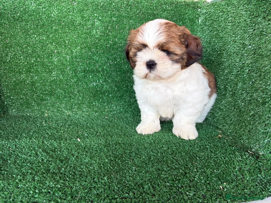 Shih Tzu perros en venta: shih tzu - Anuncio 1