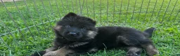Pastor Alemán perros en venta: Cachorros pastor aleman - Anuncio 4