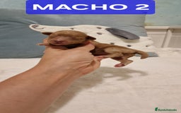 Caniche Toy perros en venta: Hembra y machos caniche toy  - Imagen 2