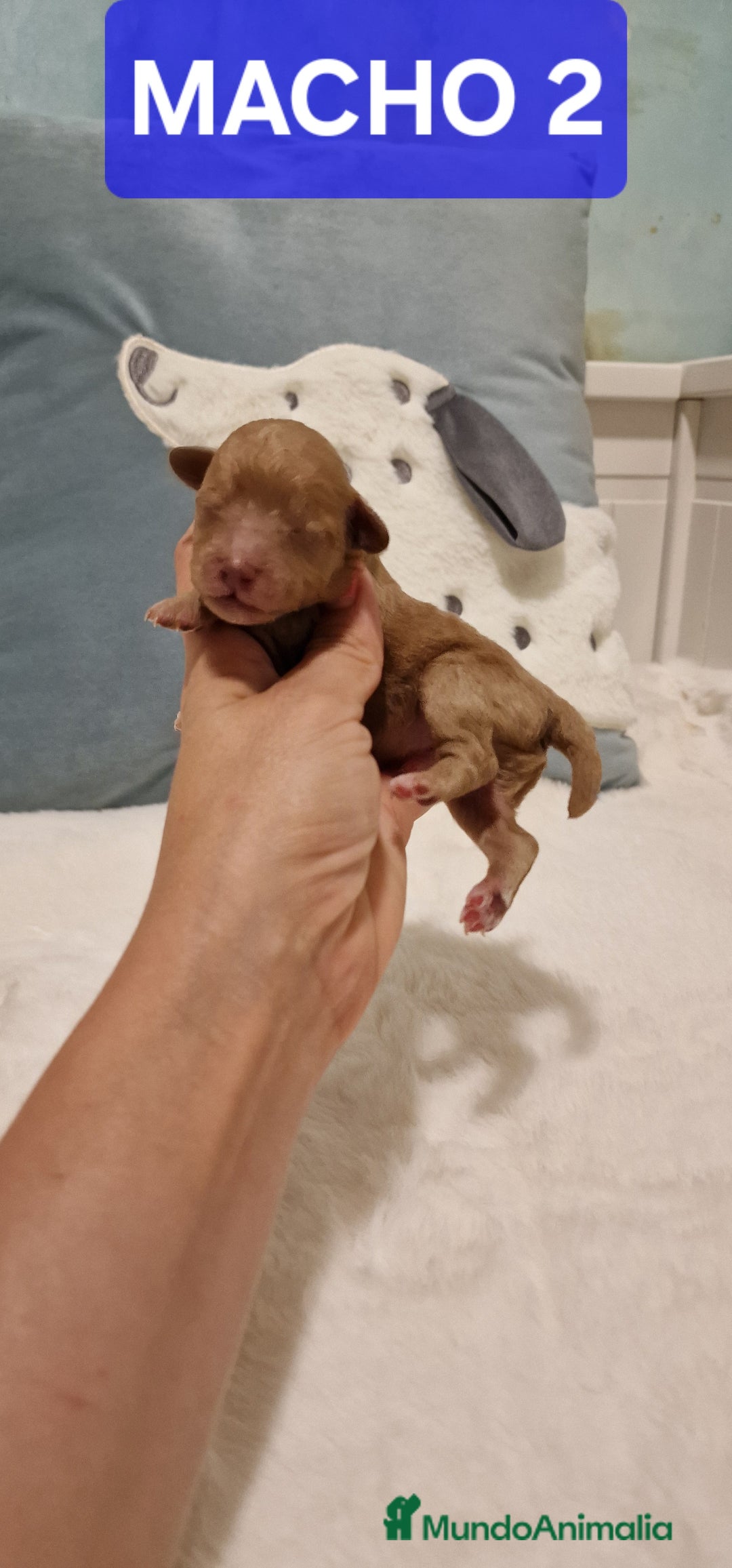 Caniche Toy perros en venta: Hembra y machos caniche toy  - Imagen 2