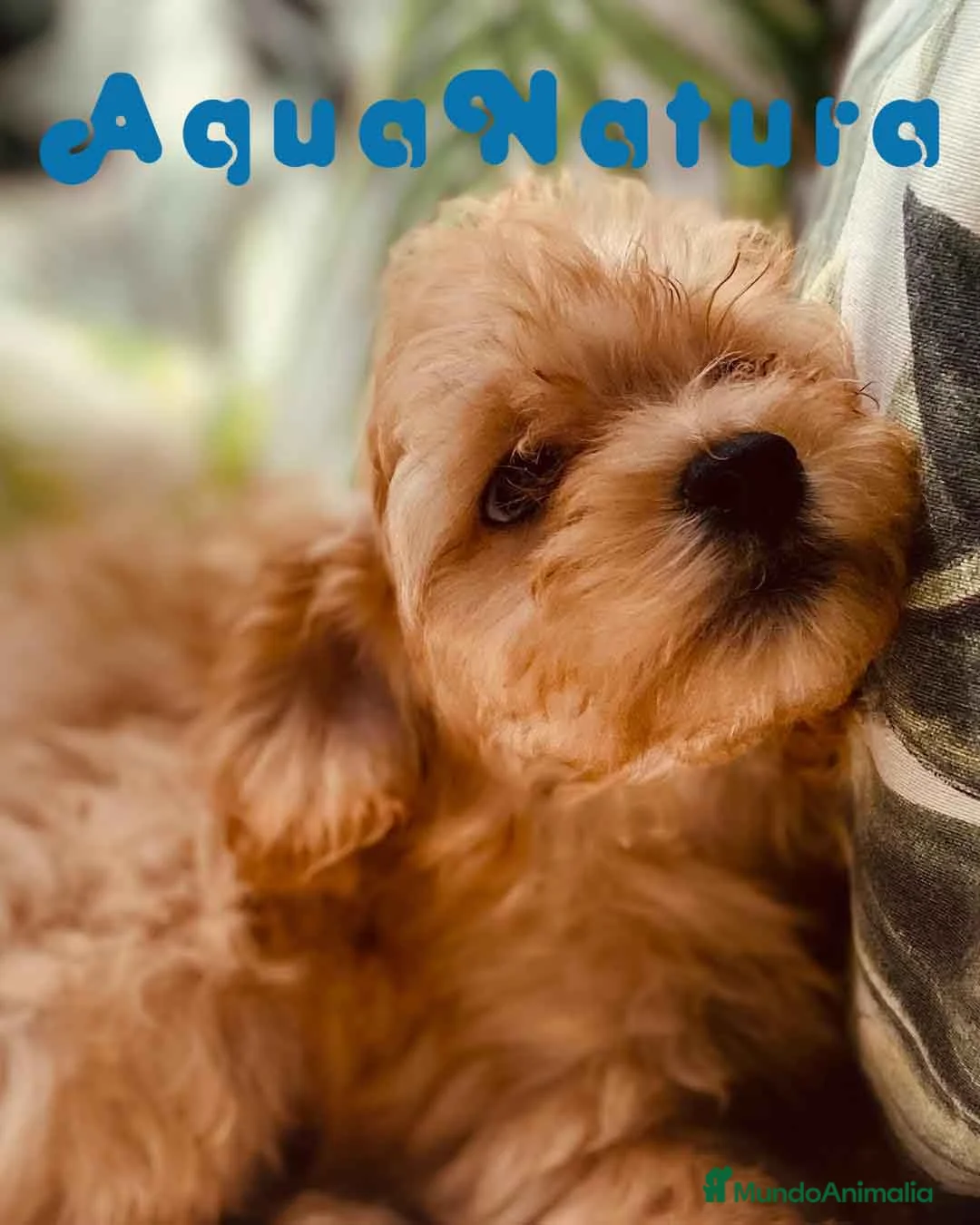 Caniche Toy perros en venta: Havapoo Macho de Haya y Alejo 6887 - AQUANATURA en Barcelona - Anuncio 4