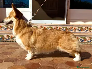 Welsh Corgi Pembroke perros Cachorros Corgi Pembroke con vacuna barcelona - Anuncio 1