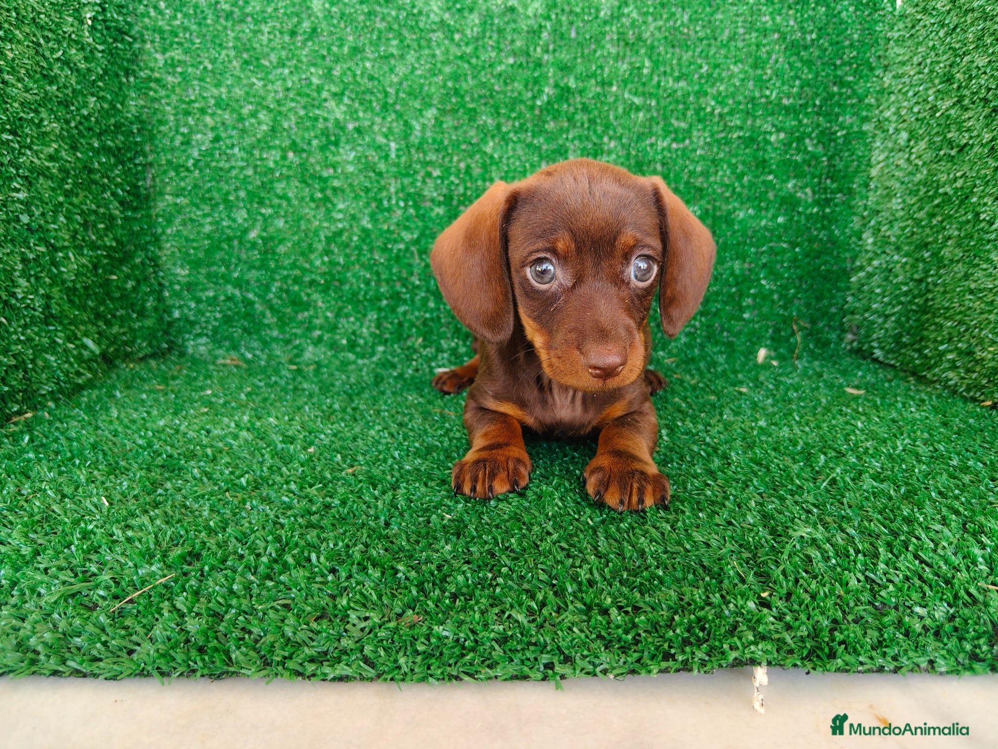 Teckel Miniatura perros en venta: Teckel miniatura  - Anuncio 2