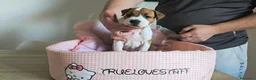 American Staffordshire-Terrier perros en venta: American Staffordshire Terrier  - Anuncio 10