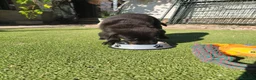 Labrador Retriever perros en venta: LABRADOR - Anuncio 8
