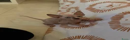 Mau Egipcio gatos en venta: Esfinge  - Anuncio 1