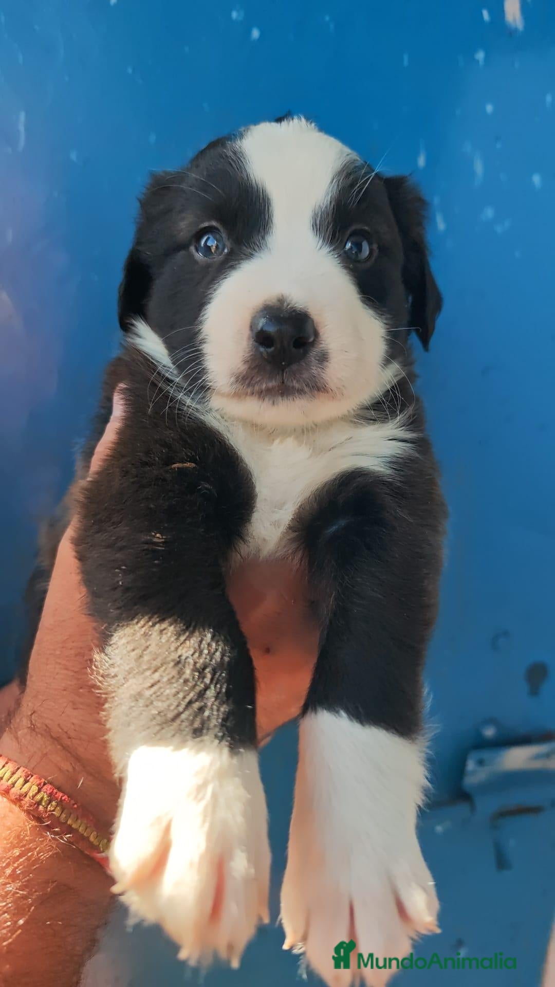 Border Collie perros en adopcion: Preciosos bebés carea - Anuncio 1