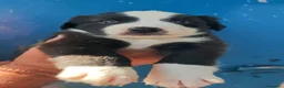 Border Collie perros en adopcion: Preciosos bebés carea - Anuncio 1