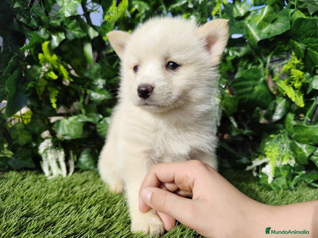 Pomsky perros en venta: Pomsky  - Anuncio 7