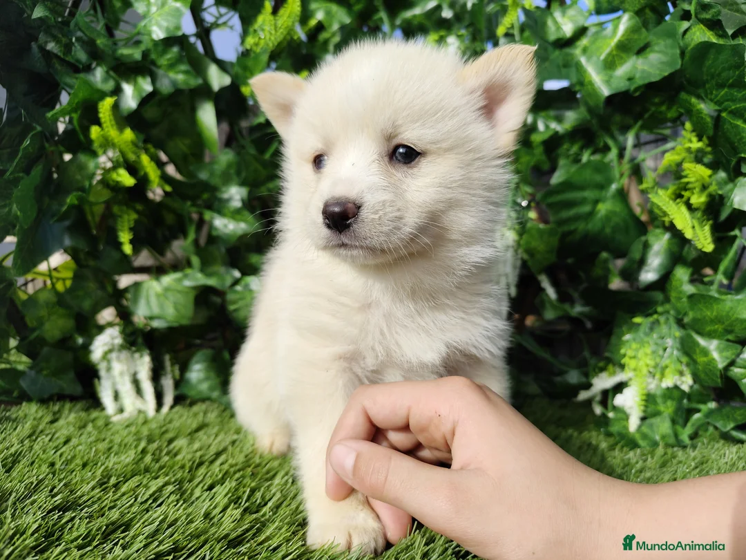 Pomsky perros en venta: Pomsky  - Anuncio 7