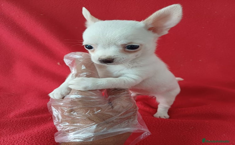 Chihuahua perros - Anuncio 10