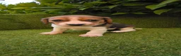 Beagle perros en venta: camada de beagles tricolor  - Anuncio 4