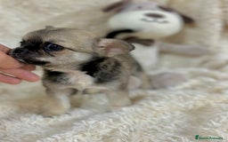 Chihuahua perros en venta: Chihuahua Toy  - Imagen 5