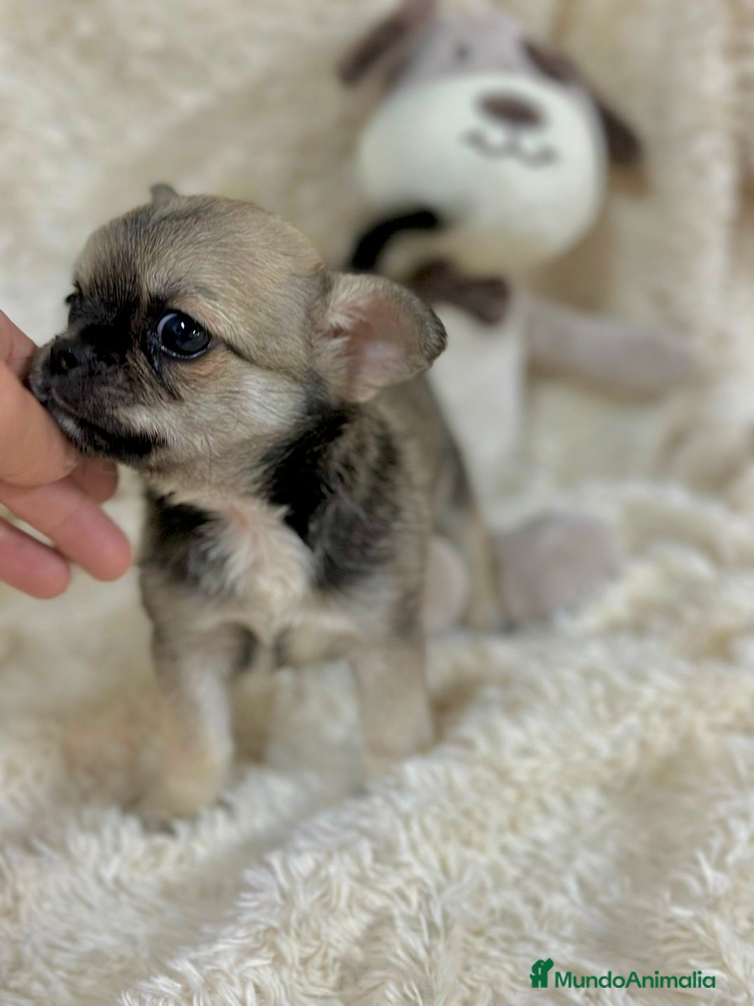 Chihuahua perros en venta: Chihuahua Toy  - Imagen 5