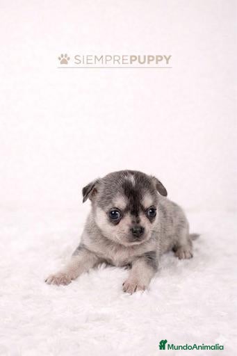 Chihuahua perros CHIHUAHUA MINI TOY - Anuncio 4