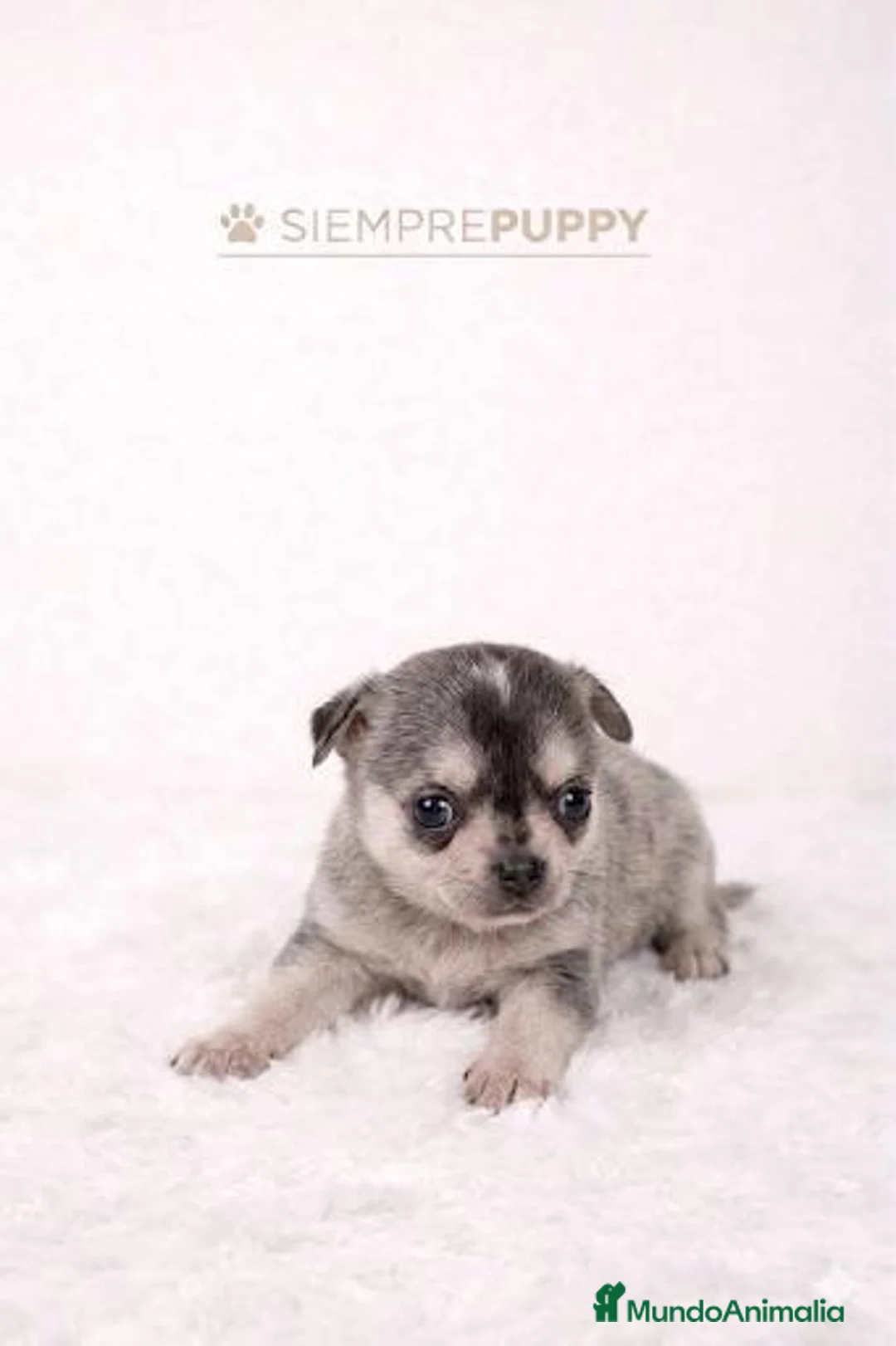 Chihuahua perros en venta: CHIHUAHUA MINI TOY - Anuncio 1