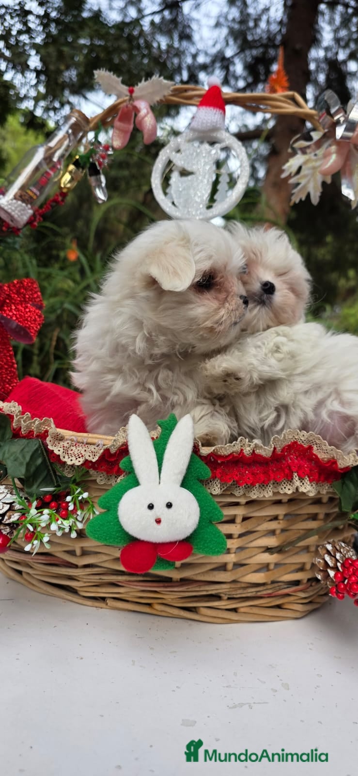 Bichón Maltés perros Bichon Maltés línea coreana - Anuncio 2