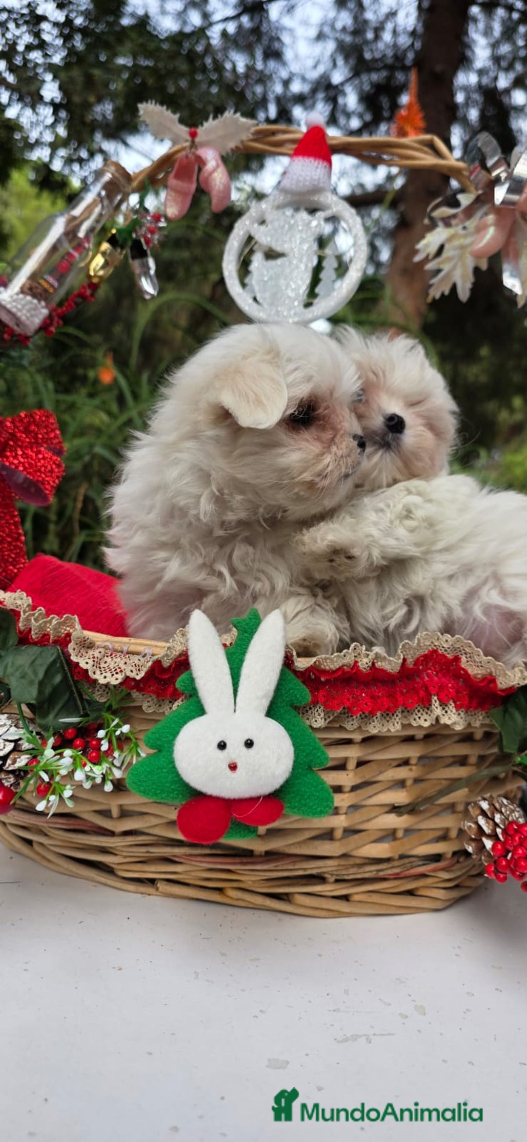 Bichón Maltés perros en venta: Bichon Maltés línea coreana - Anuncio 1