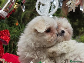 Bichón Maltés perros Bichon Maltés línea coreana - Anuncio 2