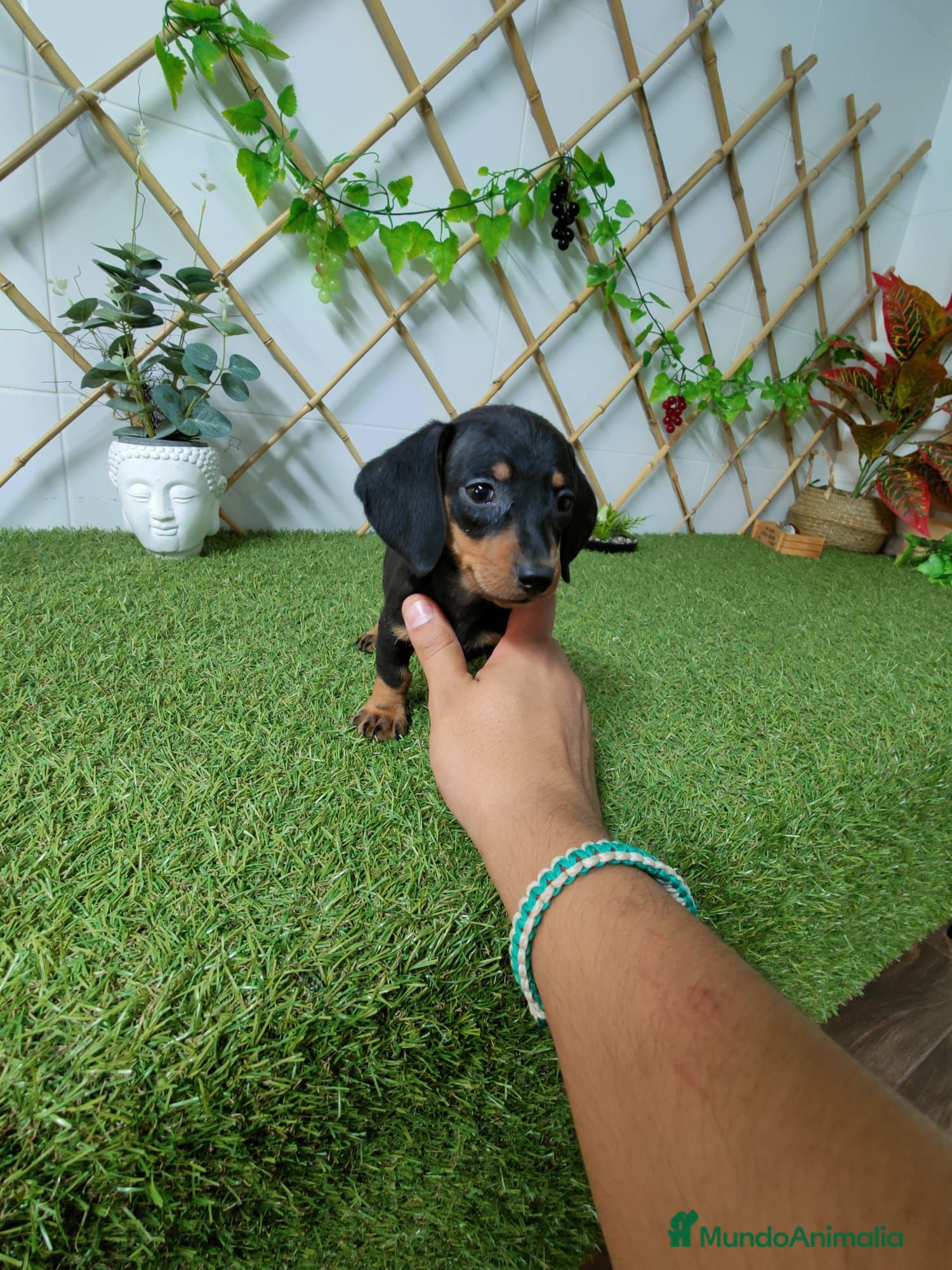 Teckel Miniatura perros TECKEL KANINCHEN - Anuncio 5