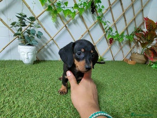 Teckel Miniatura perros - Anuncio 5