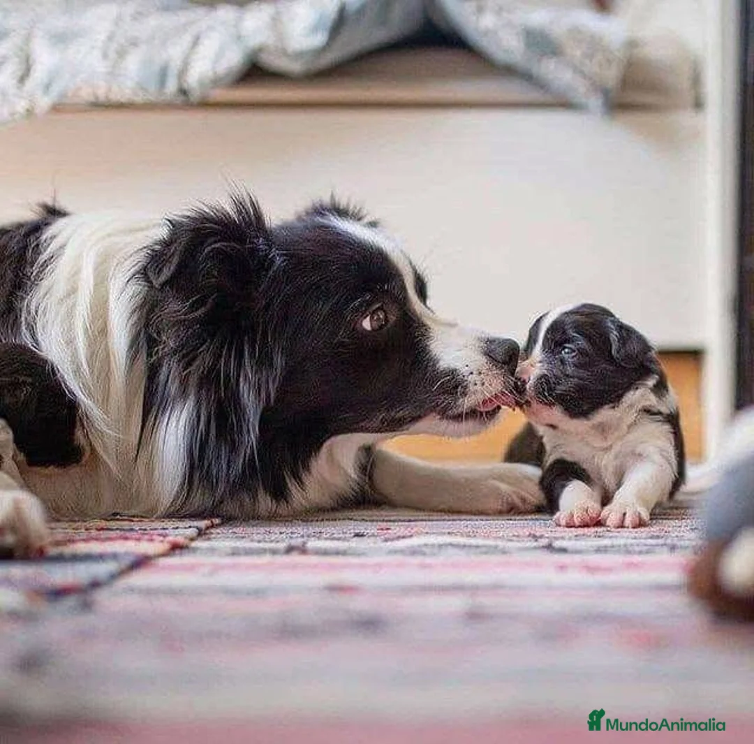 Border Collie perros en venta: BORDER COLLIE CACHORROS DESDE 350 € !!! - Anuncio 6