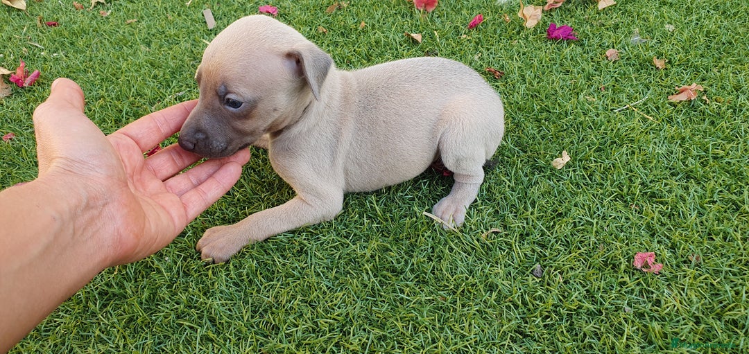 Pequeño Lebrel Italiano perros en venta: Galgo Enano Piccolo machitos - Imagen 2