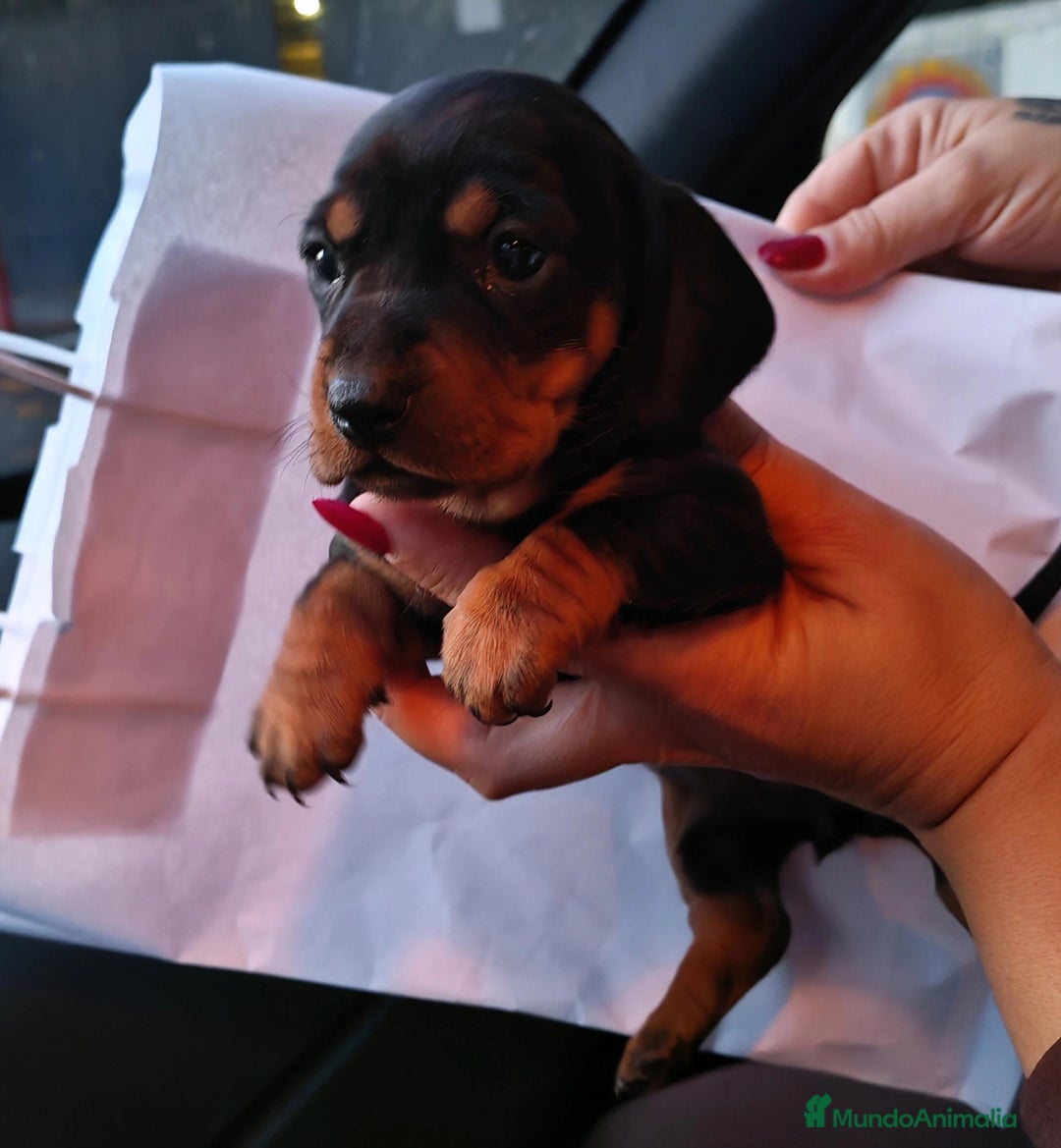 Teckel perros en venta: 🌟Tekel Arlequín y Negros fuego🌟 - Anuncio 8