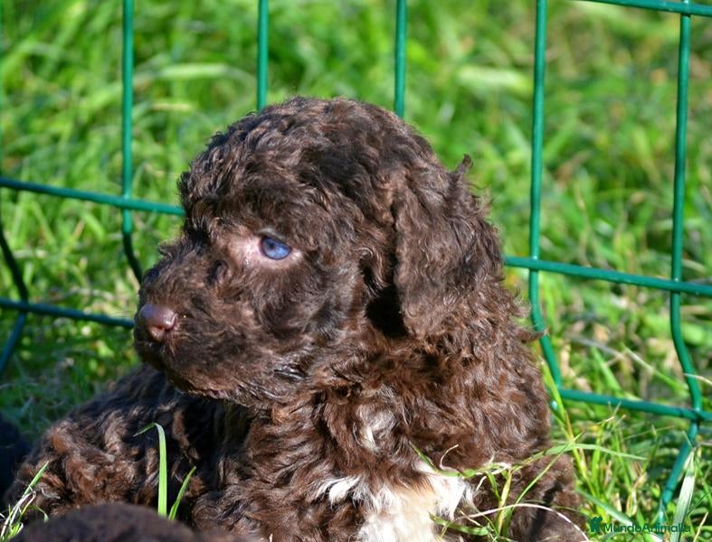 Perro de Agua Español perros Camada perro de agua español  - Anuncio 1