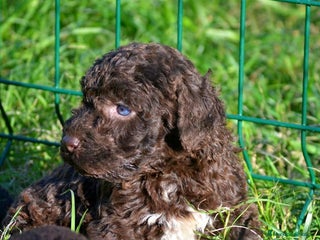 Perro de Agua Español perros Camada perro de agua español - Anuncio 1