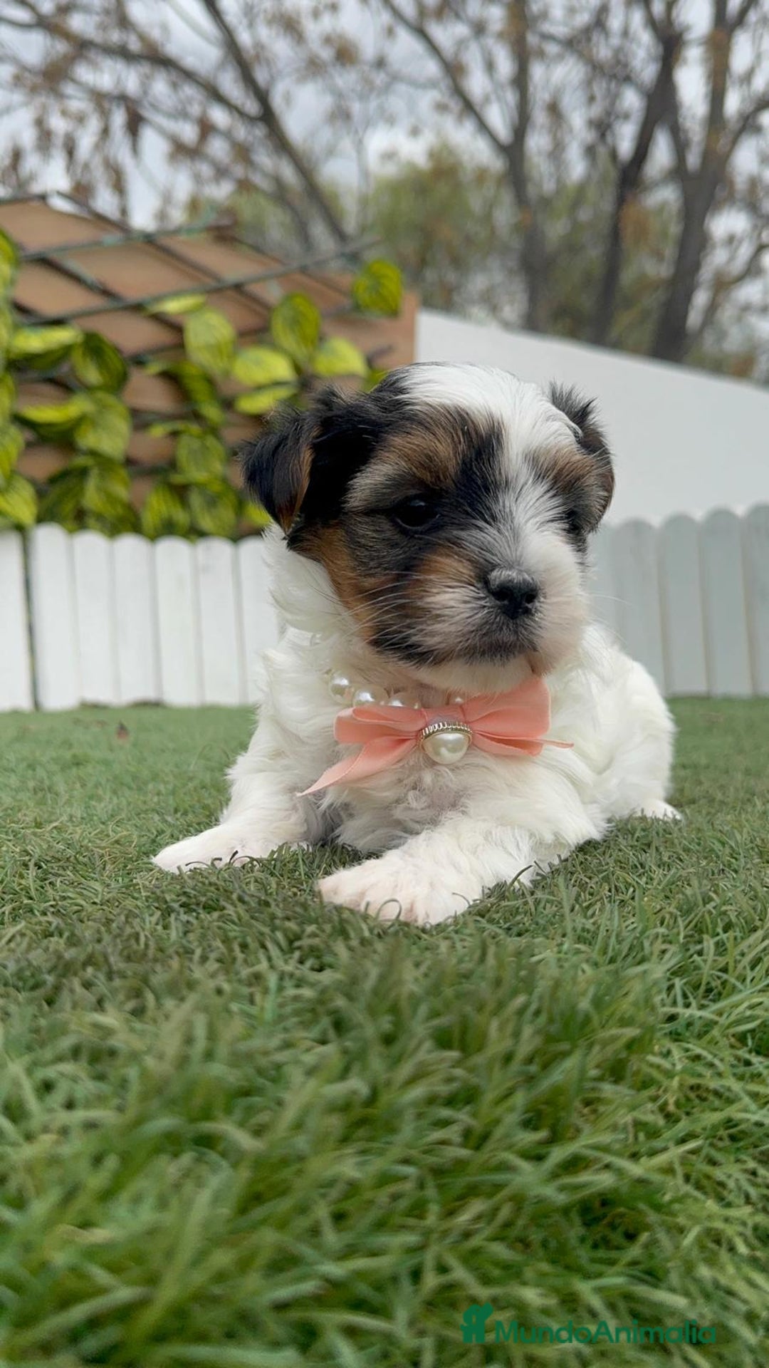 Yorkshire Terrier perros en venta: YORKSHIRE BIEWER HEMBRA - Anuncio 6