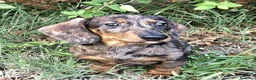 Teckel perros en venta: Teckel merle - Anuncio 2
