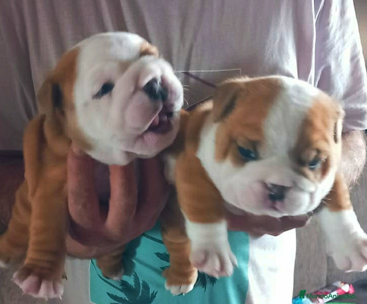 Bulldog Inglés perros Camada de Bulldog Inglés en Madrid - Anuncio 2