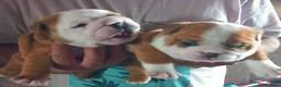 Bulldog Inglés perros en venta: Camada de Bulldog Inglés en Madrid - Anuncio 2