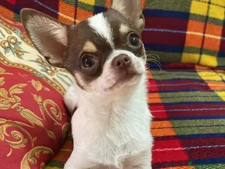 Chihuahua perros Chihuahua mini toy tamaño garantizado - Anuncio 23