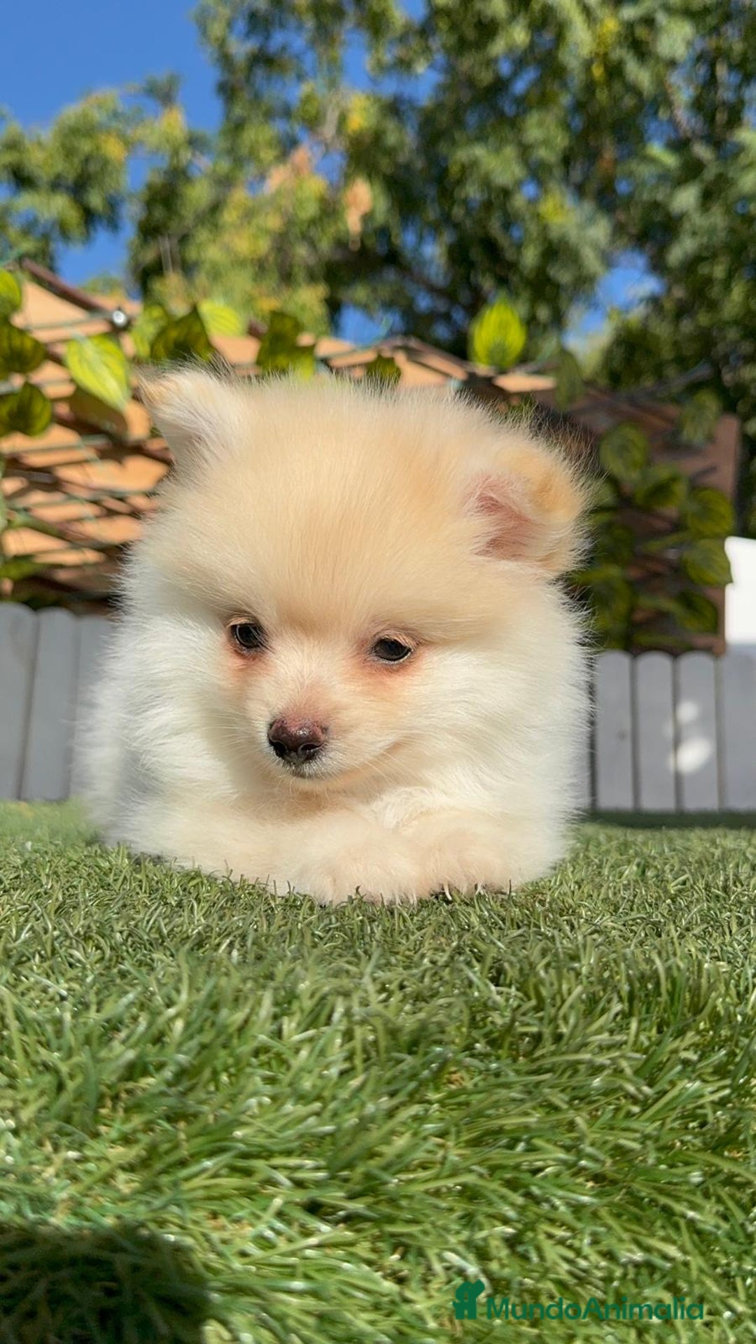 Pomerania perros en venta: POMERANIA MACHO - Imagen 4