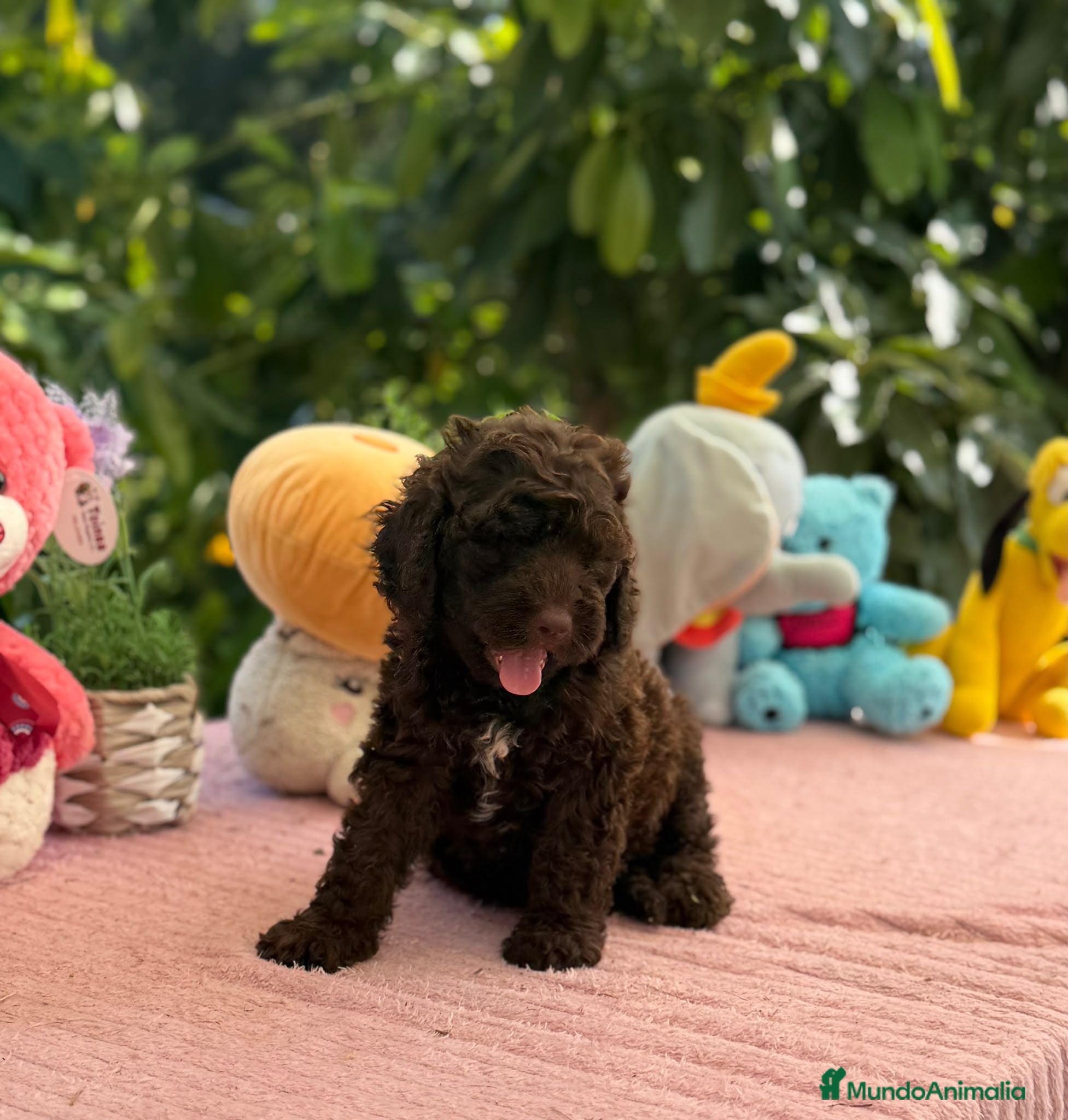 Perro de Agua Español perros Perros de agua chocolate  - Anuncio 1