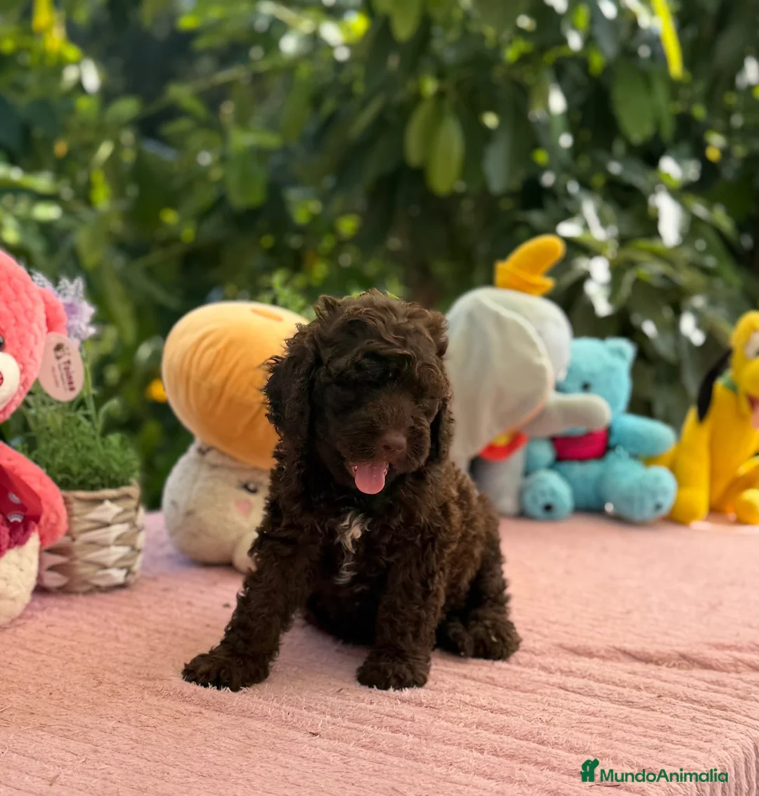 Perro de Agua Español perros en venta: Perros de agua chocolate  - Anuncio 1