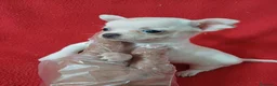 Chihuahua perros en venta: Chihuahua Mini  - Anuncio 2