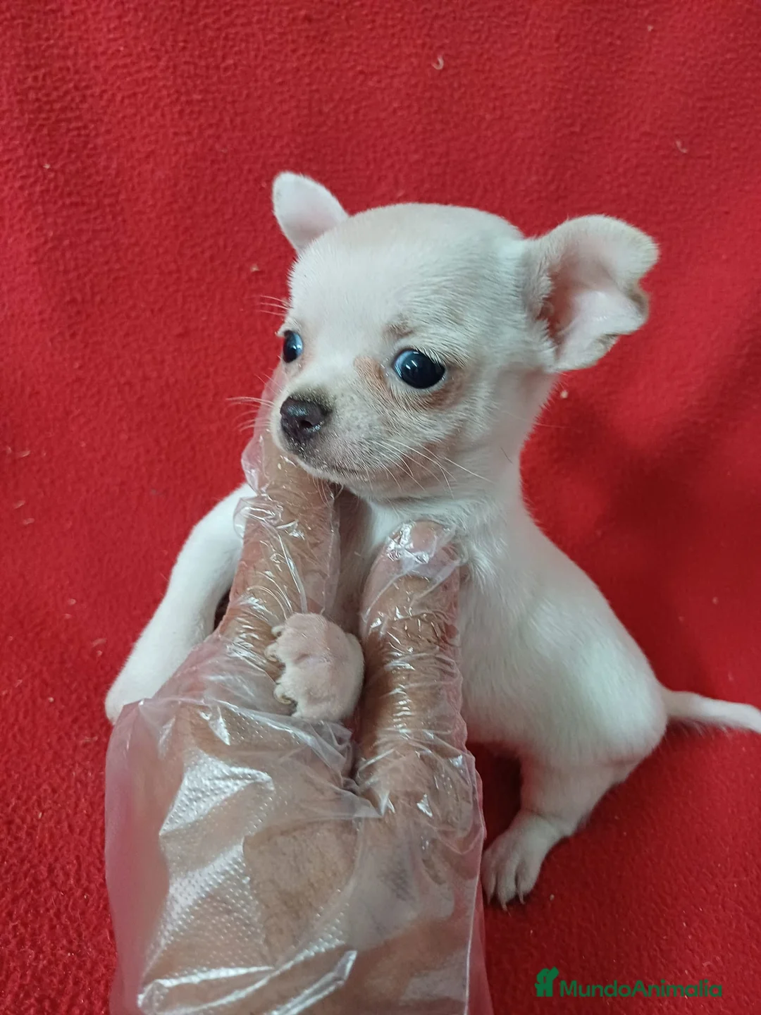 Chihuahua perros en venta: Chihuahua Mini  - Anuncio 2