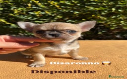 Chihuahua perros en venta: Fabuloso chihuahua línea rusa - Imagen 3