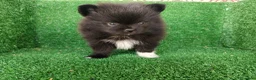 Pomerania perros en venta: pomerania - Anuncio 4