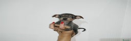 Pinscher Miniatura perros en venta: Pincher miniatura en Badajoz - Anuncio 2
