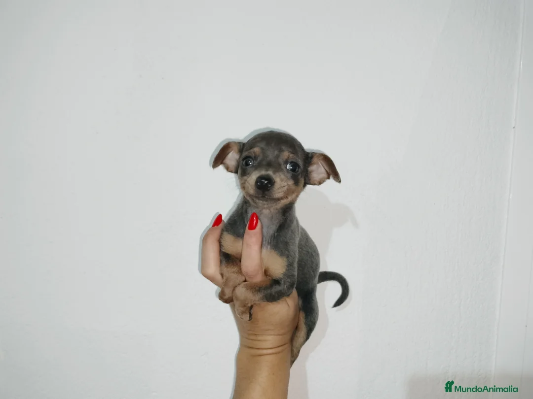 Pinscher Miniatura perros en venta: Pincher miniatura en Badajoz - Anuncio 2